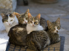 a group of four kittens sit on a mat
