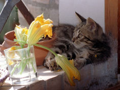 a kitten playing with flower