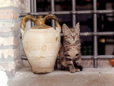 a kitten sitting on a window sill