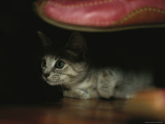 a kitten watches curiously from underneath a shoe