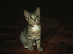 a kitten watches something with curiosity