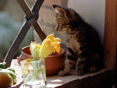 a kitten watching through a window