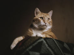 a large orange cat guards the corner of a bed
