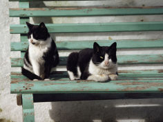 a pair of cats on a bench