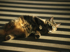 a pet cat lies in striped shadows