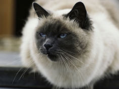 a pet cat onboard a trawler