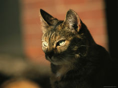 a portrait of a pet tabby cat desktop wallpaper