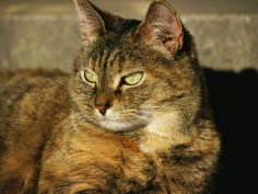 a portrait of a pet tabby cat hd wallpaper