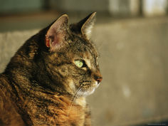 a portrait of a pet tabby cat
