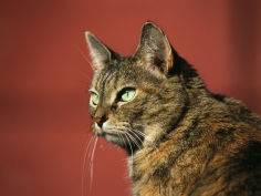 a portrait of a pet tabby cat widescreen