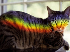 a window prism projects on a relaxed tabby cat like a private rainbow