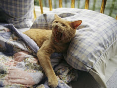 a yawning cat wakes from a nap in a humans bed