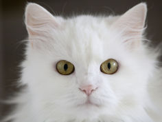an all white domesticated house cat of mixed breed