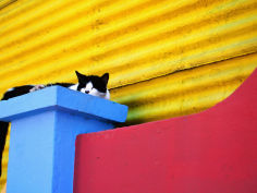 andrew bain cat sleeping in barrio la boca