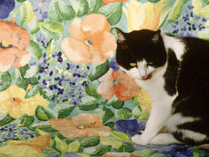 black and white cat sitting on a floral chair