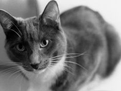 black and white image of a cat