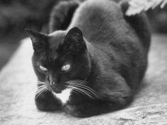 black and white pet cat