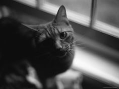 black and white photograph of orange tabby cat looking at photographer