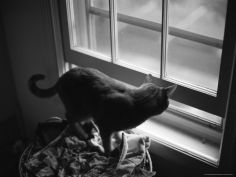 black and white photograph of orange tabby cat looking out a window