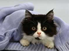 black and white semi longhaired kitten in blue pullover