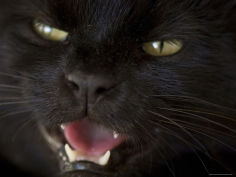 black cat in burwell nebraska