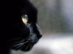 black cat looking out a window