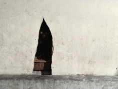 black cat peers out from its hideaway