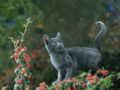 black domestic cat kitten on garden wall with black jaguar leopard shadow in background