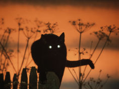 black domestic cat silhouetted against sunset sky eyes reflecting the light