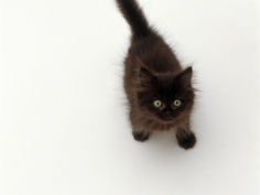 black fluffy kitten looking up viewed from above
