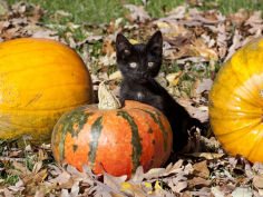 black kitten on pumpkin