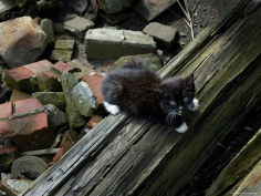 black kitten perched on a log