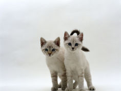 blue eyed sepia snow bengal cross kittens