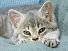 blue tabby kitten