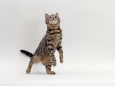 brown spotted tabby reaching up