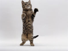 brown spotted tabby standing on rear legs