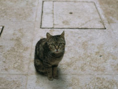 brown tabby cat sitting on tiles looking up at the camera