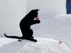 cat and flower