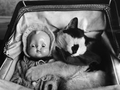 cat asleep in a pram