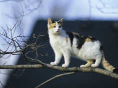 cat climbs a tree