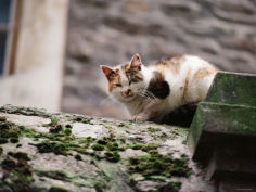 cat crouch on rocky moss covered surface