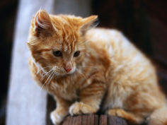 cat crouching on a post