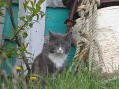 cat fed by lobstermen malpeque harbour prince edward island canada