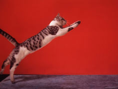 cat leaping