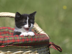 cat lemgo germany