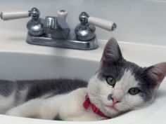 cat lying in a sink