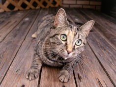 cat lying on wooden floor