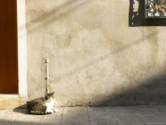 cat napping in sunshine in front of door
