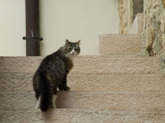cat on a staircase looking back at the camera asolo italy