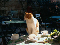 cat on table at a cafe paris
